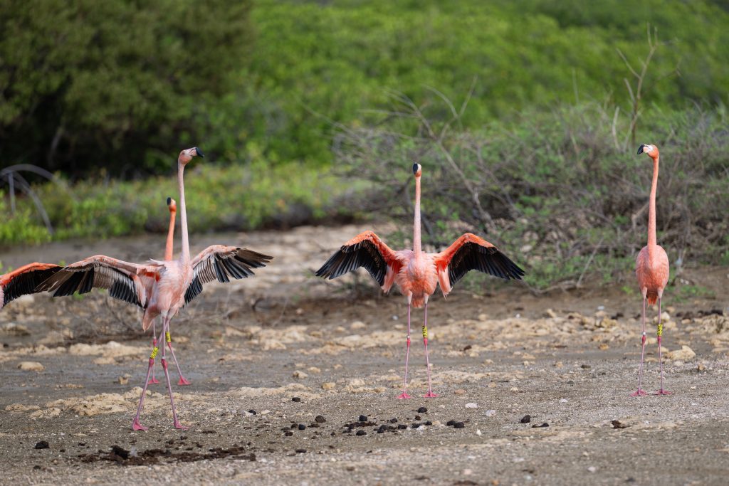 Bonaire