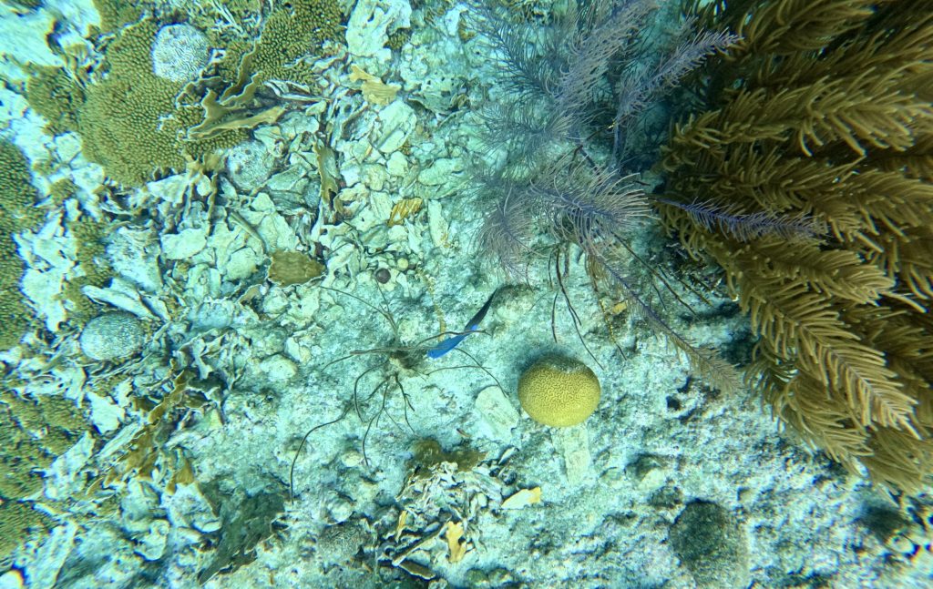 Bonaire waters